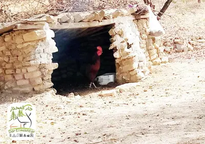 a chicken standing inside of a stone cave at Eco-Lodge IGHAZRAN in Ahermoumou