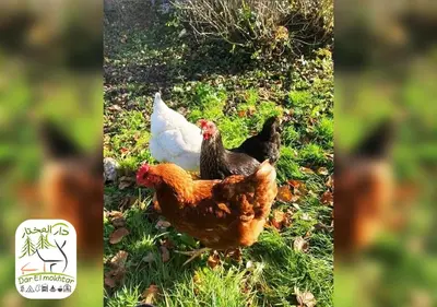 a group of chickens standing in the grass at Eco-Lodge IGHAZRAN in Ahermoumou