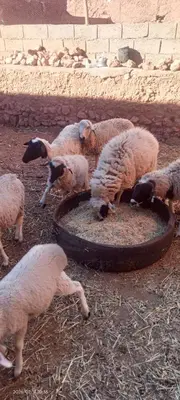 a group of sheep eating hay from a tire at Dar Brahim Resto Beds in Ouarzazate