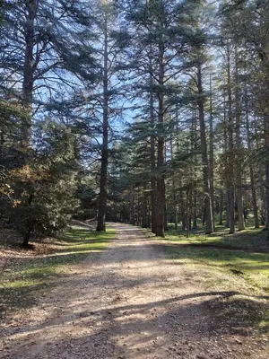 a dirt road in a forest with trees at Harmony in Azrou