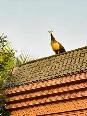 a bird sitting on top of a roof at Guest House Qodwa in Marrakech