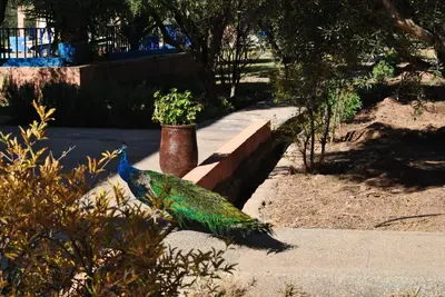 a peacock standing on a sidewalk next to a plant at Guest House Qodwa in Marrakech