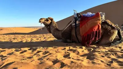 a camel sitting in the sand in the desert at Erg Chegaga Nomad camp in El Gouera