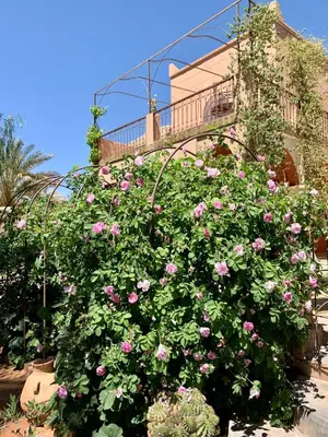 a bush of pink roses in front of a building at RIAD CHANT D'ETOILES tadighoust in El Hara