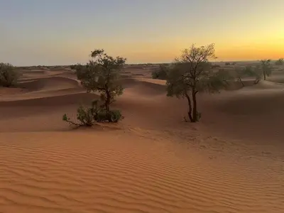 two trees in the middle of a desert at AUBERGE KACHTi in Mhamid