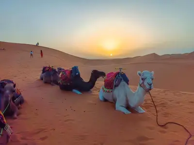 a group of camels in the desert at sunset at Authentic Luxury Camp in Merzouga
