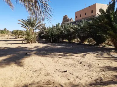 a sandy beach with palm trees and a building at Auberge camping café restaurant Relax Tazoulait in Bou Dib