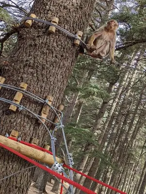 a monkey sitting on top of a tree at APPARTEMENT AMIRA iFRANE in Ifrane
