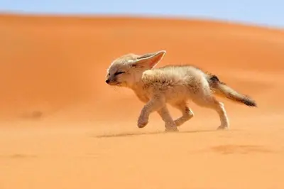 a small kitten running in the desert at Stargazing Merzouga Camp in Merzouga