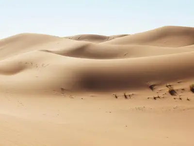 a sand dune in the desert with a group of insects at Riad Dar Tiziri in Zagora