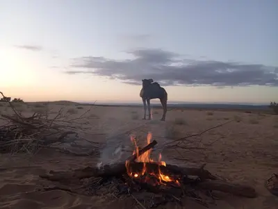 a camel standing next to a fire in the desert at Bivouac beauté du désert in Mhamid