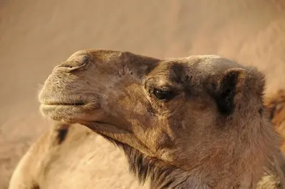 a close up of the head of a camel at Bivouac beauté du désert in Mhamid