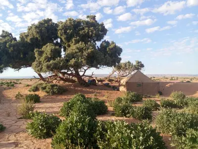 an acacia tree and a shed in the desert at Bivouac beauté du désert in Mhamid