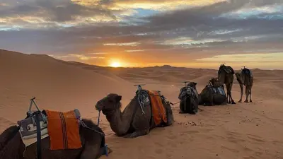 a group of camels sitting in the desert at Chegaga Desert Trips in Mhamid