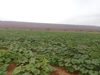 a large field of crops with green plants at Titanic hôtel restaurant & désert excursions lac irik in Foum Zguid