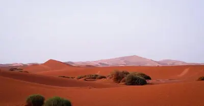 a desert with trees in the middle of it at Desert Erg Chigaga Lodge in El Gouera