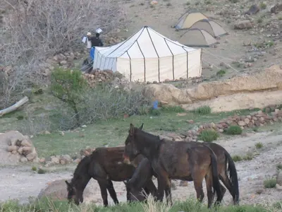 two horses standing in a field next to a tent at Chez L'habitant Brahim kanih in Anzel