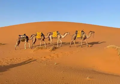 a group of camels walking in the desert at Amazing Desert Luxury Camp in Merzouga