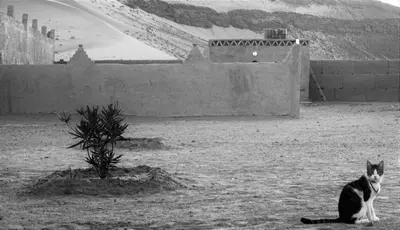 a black and white cat sitting on the ground at Auberge Hassi Fougani in Tafraoute Sidi Ali