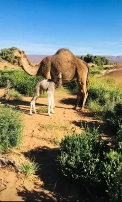 a camel and a dog standing on a dirt road at Camp Golden Desert Morocco in Mhamid