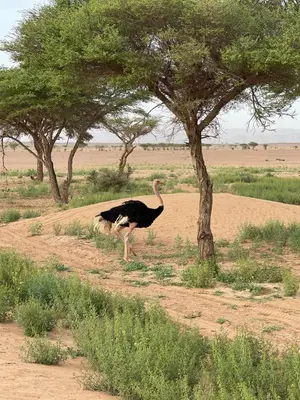 an ostrich standing next to a tree in a field at Camp Golden Desert Morocco in Mhamid