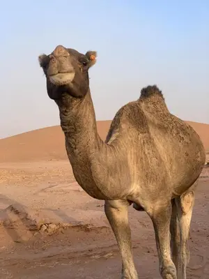 a camel standing in the sand in the desert at Camp Golden Desert Morocco in Mhamid