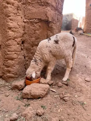 a baby pig eating out of a bowl at Dar Nuyum in Bou Nou