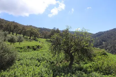 a tree in a field with mountains in the background at Gîte tazekka in Taza