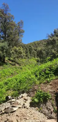 a grassy hill with trees on the side of it at Gîte tazekka in Taza
