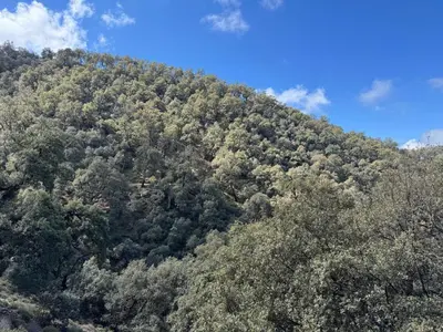 a mountain covered in trees with a blue sky at Gîte tazekka in Taza