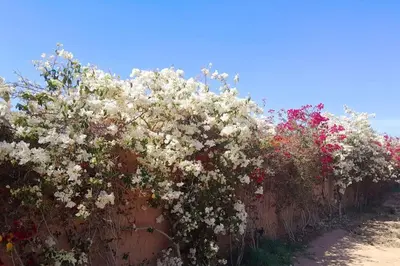 a row of bushes with white and red flowers at Villa Agora, Villa à la campagne proche Marrakech in Marrakech