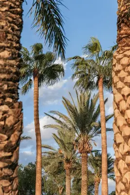 a group of palm trees against a blue sky at Kenzi Azghor in Ouarzazate