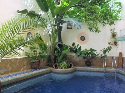 a swimming pool with a bunch of plants in a room at Riad La Clé De Fès in Fès