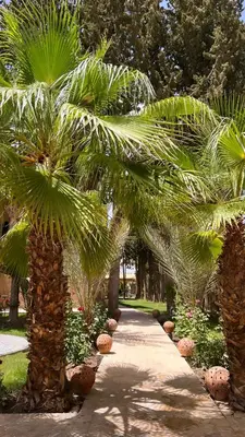 a row of palm trees in a park at Kasbah des cyprès in Skoura