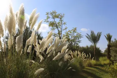 a field of tall grass with trees in the background at Riad Al Mendili Private Resort & Spa in Had Abdallah Rhiat