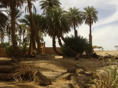 a group of palm trees in the desert at Le Drom'blanc in Mhamid
