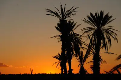 two palm trees in front of a sunset at Le Drom'blanc in Mhamid