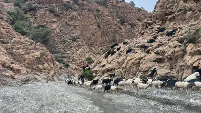 a herd of sheep walking down a rocky road at Auberge Ouabas in Agoudim