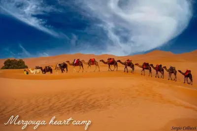 a group of camels walking through the desert at Merzouga heart camp in Merzouga
