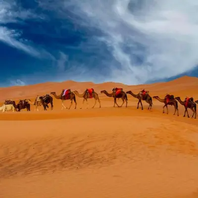 a group of camels walking through the desert at Merzouga heart camp in Merzouga