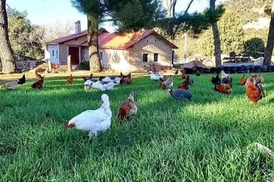 a group of chickens sitting in the grass in a yard at Chalet nina in Azrou