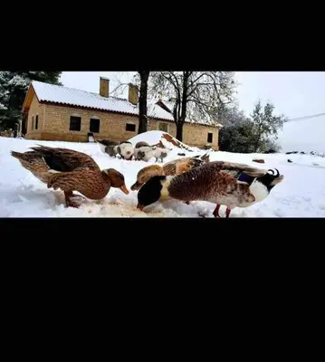 a group of ducks standing in the snow at Chalet nina in Azrou