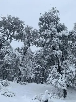 a group of trees covered in snow at Chalet nina in Azrou