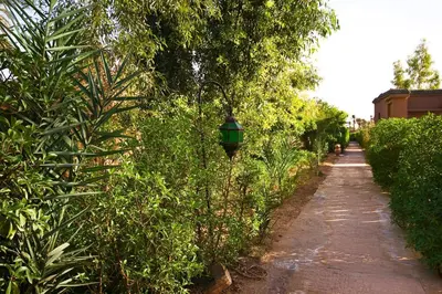 a path with a street light next to some bushes at Chez Le Pacha - Authentic Sahara Hotel Mhamid in Mhamid