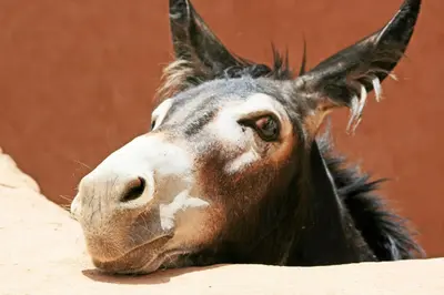 a close up of a horse looking over a wall at Chez Le Pacha - Authentic Sahara Hotel Mhamid in Mhamid
