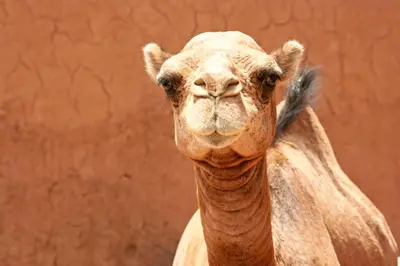 a close up of a camel looking at the camera at Chez Le Pacha - Authentic Sahara Hotel Mhamid in Mhamid