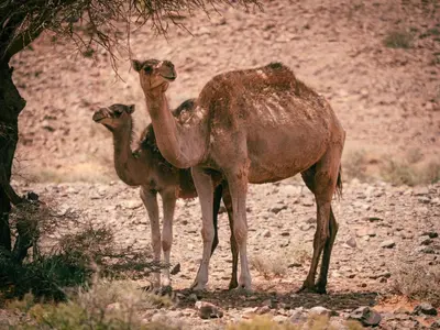two camels standing in the dirt near a tree at Desert Camp in Zagora - Camel ride - Easy & Affordable Stays in Zagora