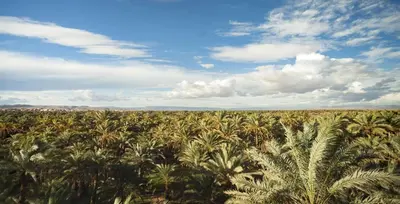 a field of palm trees under a cloudy sky at Desert Camp in Zagora - Camel ride - Easy & Affordable Stays in Zagora
